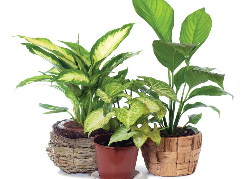 Interior Plants  Indoor  Plants  BHT315 Online Course 