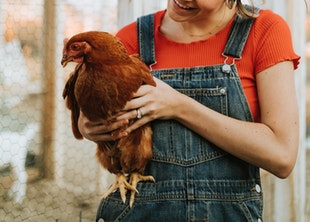 Caring For Chickens And Other Poultry Short Course Jpg