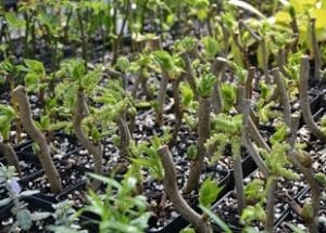 Plant Breeding Online Course