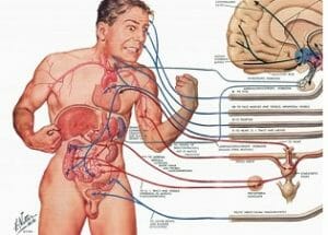 Anatomy And Physiology A Online Course