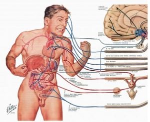 Anatomy And Physiology C Muscles And Movement Online Course