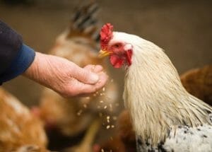 Short Course On Caring For Chickens And Other Poultry