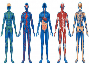Human Physiology Online Course