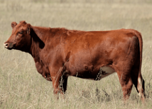 Dairy Cattle Online Course
