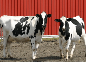 Calf Rearing Online Course