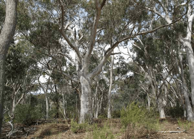 Australian Native Trees Online Course