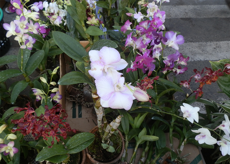Cut Flower Orchids Online Course