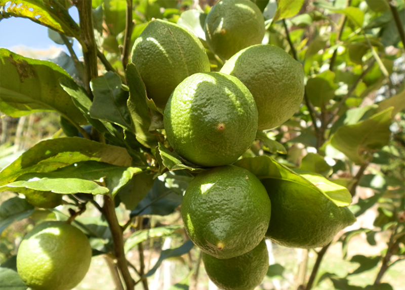 Tropical Fruit Production Online Course