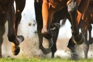Horse Breeding Online Course