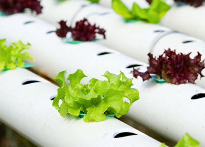 Home Hydroponics Online Course