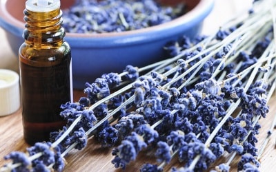 Lavender In Aromatherapy Min Jpg