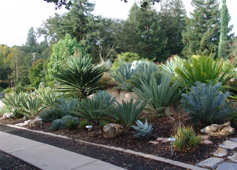 Palms Amp Cycads Online Course