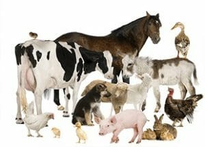 Animal Husbandry A Anatomy Amp Physiology Online Course