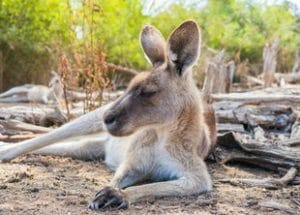 Marsupials Biology And Management Online Course