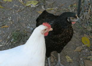 Poultry1 E1550738184992 Png