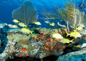 Advanced Certificate In Marine Biology Online Course