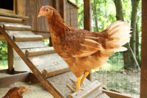 Poultry Course Online